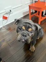 English Bulldog (not puppies) , a male English Bulldog for sale in Crystal Lake, IL – 6 of 8