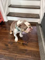 Bubba , a male English Bulldog for sale in Crystal Lake, IL – 5 of 6