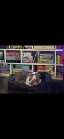 Bubba , a male English Bulldog for sale in Crystal Lake, IL – 4 of 6