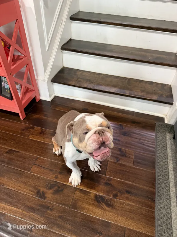 Bubba  – English Bulldog puppy for sale in Crystal Lake, IL