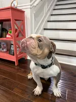 Bubba , a male English Bulldog for sale in Crystal Lake, IL – 6 of 6