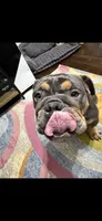 English Bulldog (not puppies) , a male English Bulldog for sale in Crystal Lake, IL – 7 of 8