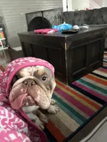 Bubba , a male English Bulldog for sale in Crystal Lake, IL – 2 of 6