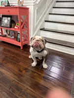 Bubba , a male English Bulldog for sale in Crystal Lake, IL – 3 of 6