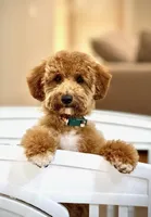 Coming Litter, a  Miniature Labradoodle for sale in Dongola, IL – 3 of 10