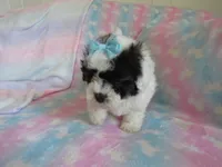 Jordie, a male Shihpoo for sale in Dongola, IL – 7 of 10