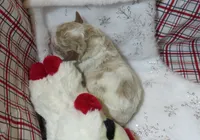 Maui - Micro Mini, a male Miniature Labradoodle for sale in Dongola, IL – 5 of 5