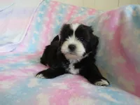 Jagger, a male Shihpoo for sale in Dongola, IL – 5 of 9
