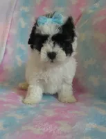 Jordie, a male Shihpoo for sale in Dongola, IL – 1 of 10