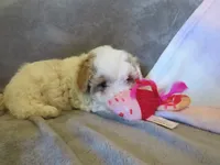 Irwin, a male Shihpoo and Miniature Labradoodle for sale in Dongola, IL – 2 of 6