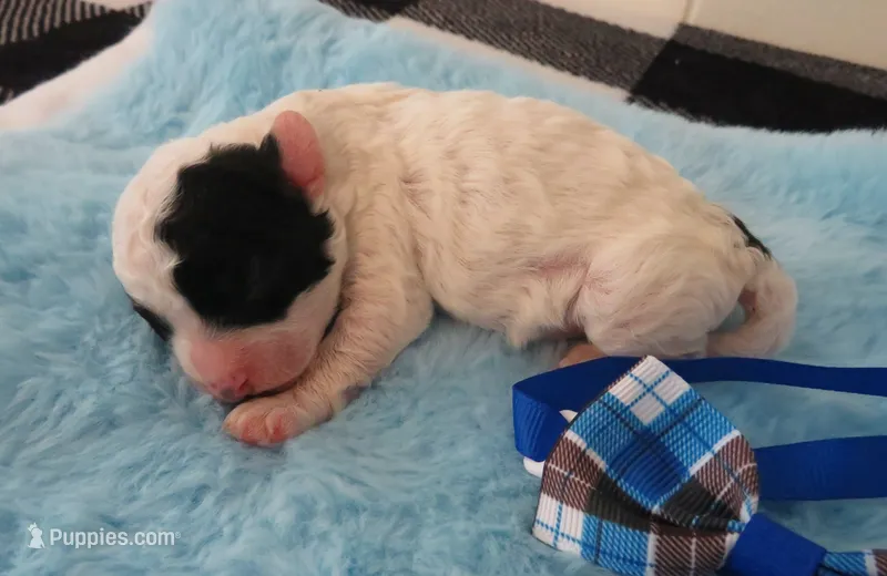 Jordie – Shihpoo puppy for sale in Dongola, IL