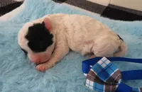 Jordie, a male Shihpoo for sale in Dongola, IL – 1 of 6