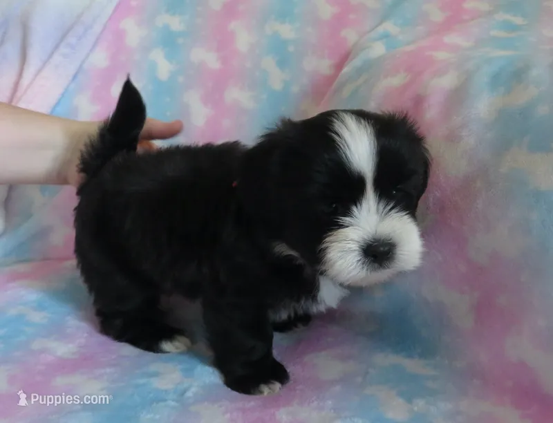 Jagger – Shihpoo puppy for sale in Dongola, IL