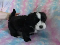 Jagger, a male Shihpoo for sale in Dongola, IL – 1 of 9