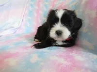 Jagger, a male Shihpoo for sale in Dongola, IL – 8 of 9
