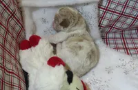Maui - Micro Mini, a male Miniature Labradoodle for sale in Dongola, IL – 3 of 5