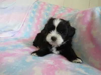 Jagger, a male Shihpoo for sale in Dongola, IL – 7 of 9