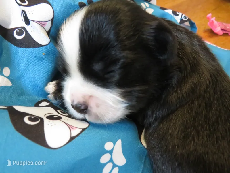 Jagger – Shihpoo puppy for sale in Dongola, IL