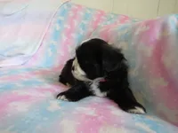 Jagger, a male Shihpoo for sale in Dongola, IL – 9 of 9
