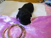 Jojo, a female Shihpoo for sale in Dongola, IL – 3 of 7