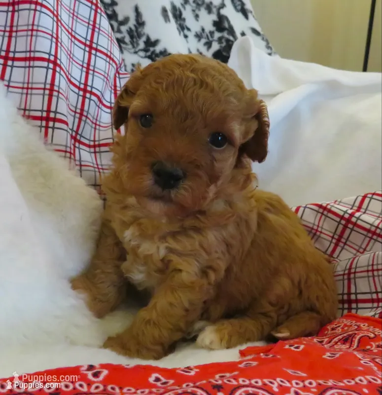 Leo - Micro Mini – Miniature Labradoodle puppy for sale in Dongola, IL