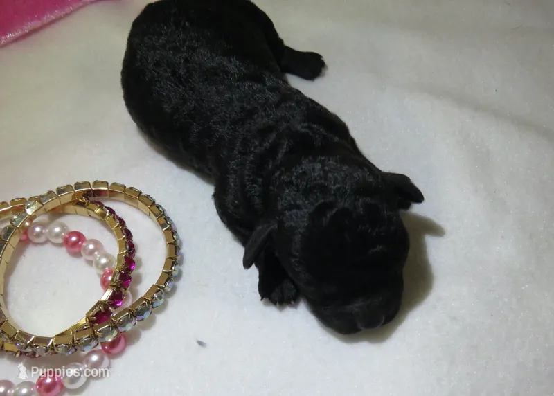 Jojo – Shihpoo puppy for sale in Dongola, IL