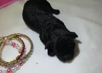 Jojo, a female Shihpoo for sale in Dongola, IL – 1 of 4