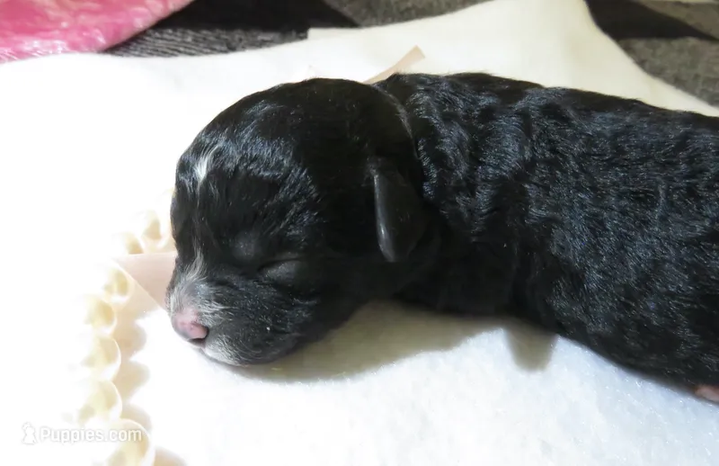 Jocie – Shihpoo puppy for sale in Dongola, IL