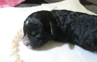 Jocie, a female Shihpoo for sale in Dongola, IL – 1 of 4