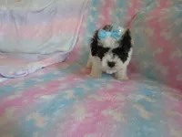 Jordie, a male Shihpoo for sale in Dongola, IL – 9 of 10