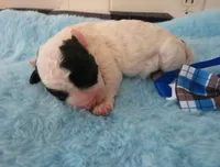Jordie, a male Shihpoo for sale in Dongola, IL – 4 of 6