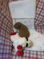 Leo - Micro Mini, a male Miniature Labradoodle for sale in Dongola, IL – 4 of 4