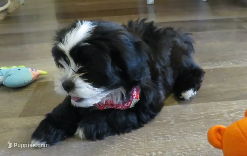 Jagger – Shihpoo puppy for sale in Dongola, IL