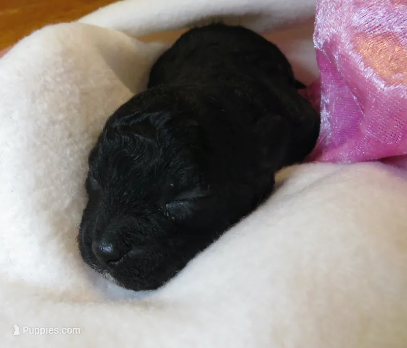 Jojo – Shihpoo puppy for sale in Dongola, IL