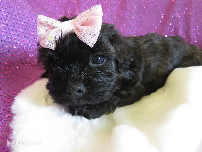 Coming Litter – Shihpoo puppy for sale in Dongola, IL