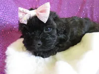 Coming Litter, a  Shihpoo for sale in Dongola, IL – 1 of 7