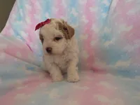 Coming Litter, a  Shihpoo and Miniature Labradoodle for sale in Dongola, IL – 5 of 9