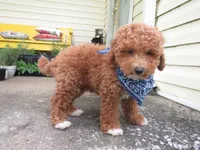 Coming Litter, a  Miniature Labradoodle for sale in Dongola, IL – 9 of 10