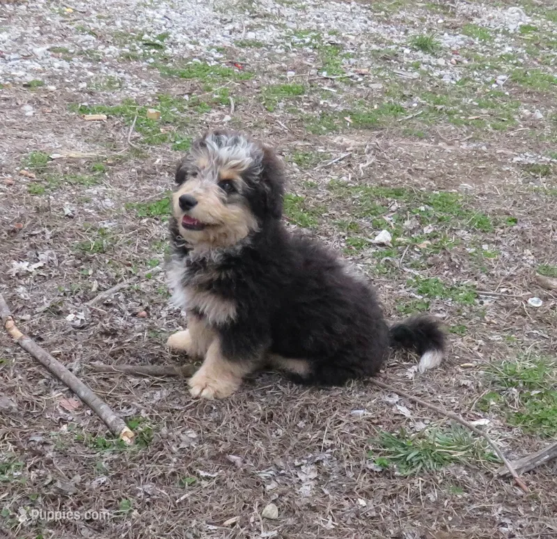 Teddy-reduced! – Aussiedoodle puppy for sale in Dongola, IL