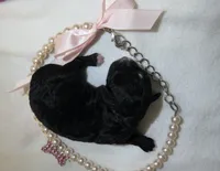Jocie, a female Shihpoo for sale in Dongola, IL – 4 of 4