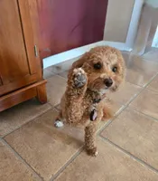 Coming Litter, a  Miniature Labradoodle for sale in Dongola, IL – 10 of 10