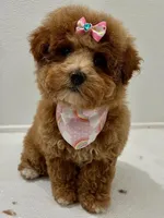 Coming Litter, a  Miniature Labradoodle for sale in Dongola, IL – 7 of 10