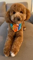 Coming Litter, a  Miniature Labradoodle for sale in Dongola, IL – 2 of 10