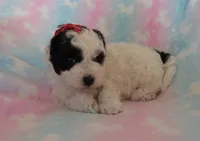 Coming Litter, a  Shihpoo and Miniature Labradoodle for sale in Dongola, IL – 6 of 9