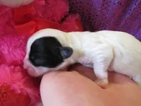 Havanna, a female Shihpoo for sale in Dongola, IL – Photo 2 of 5