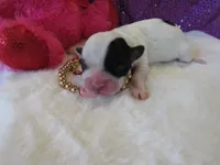 Havanna, a female Shihpoo for sale in Dongola, IL – Photo 1 of 5