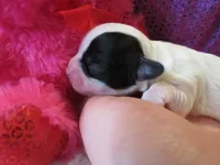 Havanna, a female Shihpoo for sale in Dongola, IL – Photo 4 of 5