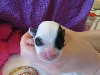 Havanna, a female Shihpoo for sale in Dongola, IL – Photo 5 of 5