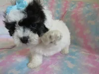 Jordie, a male Shihpoo for sale in Dongola, IL – 8 of 10