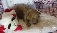 Lucy - Micro Mini, a female Miniature Labradoodle for sale in Dongola, IL – 2 of 4